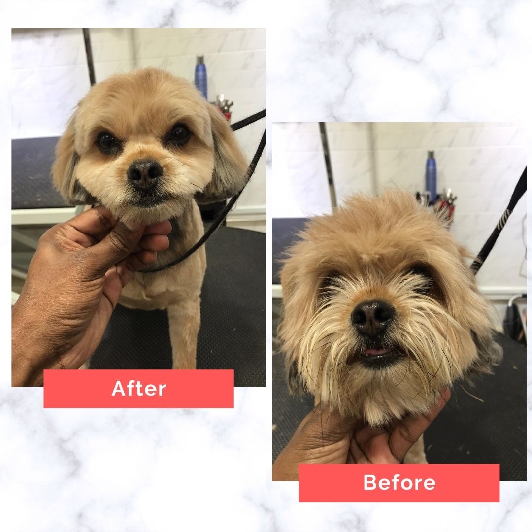 Shih Tzu Dog Grooming Before and After